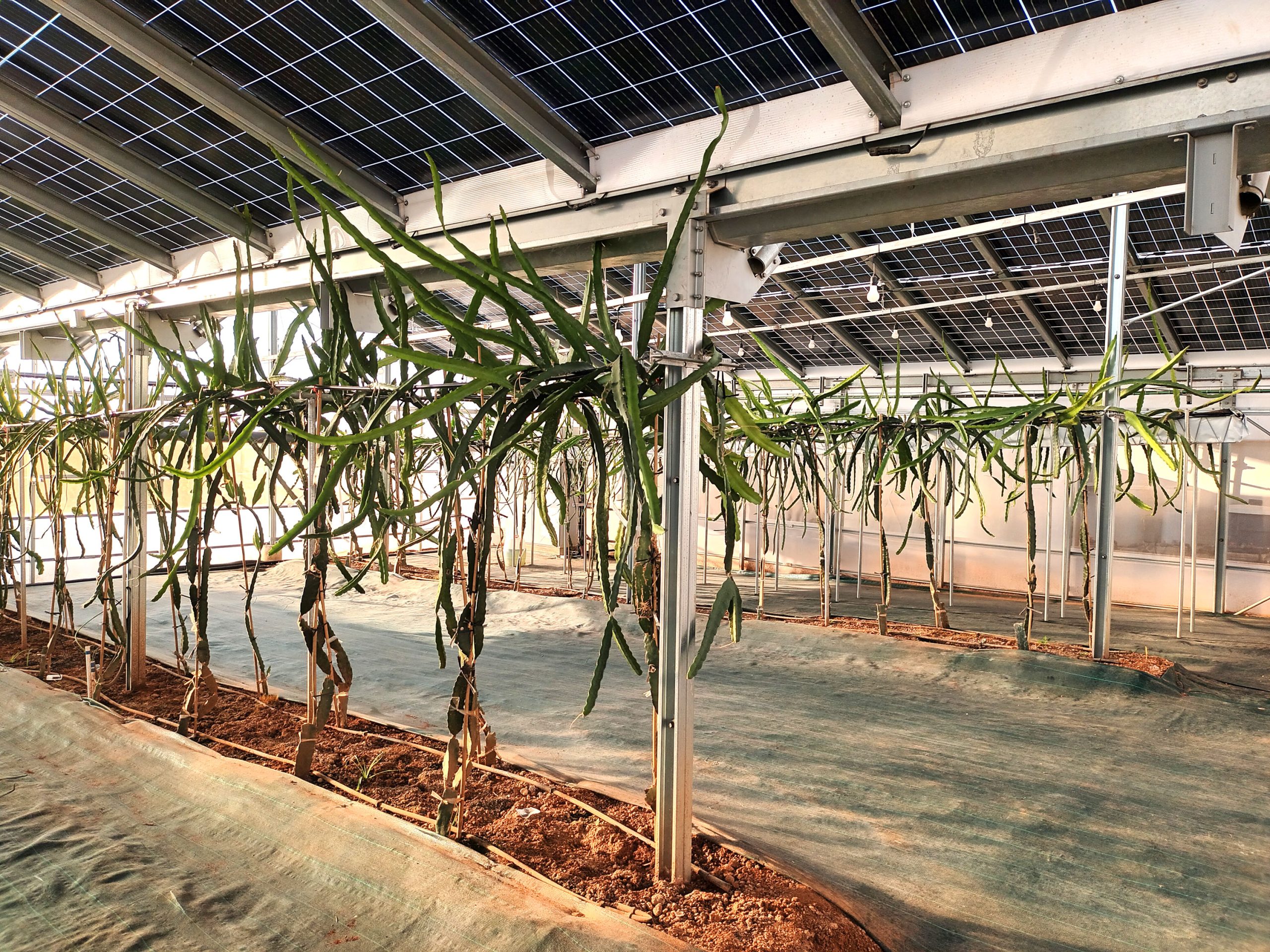 Soluciones Agricultura Picassent Solar-09